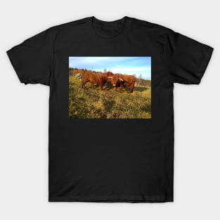 Scottish Highland Cattle Cow and Bull 1004 T-Shirt